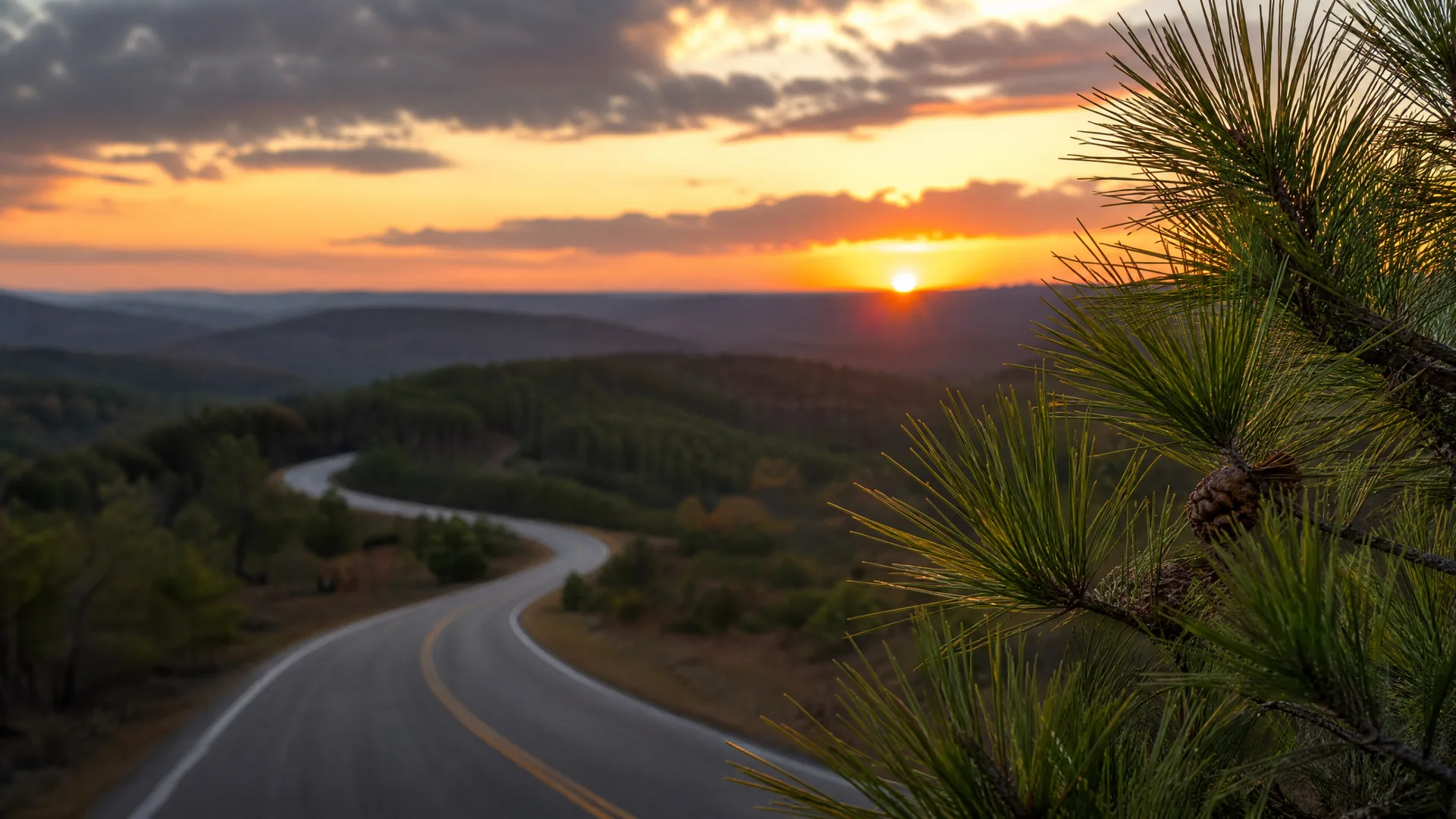 A winding two-lane road with yellow center lines curves through forested hills at sunset, with a pine branch bearing long needles and a cone in sharp focus at the right edge.